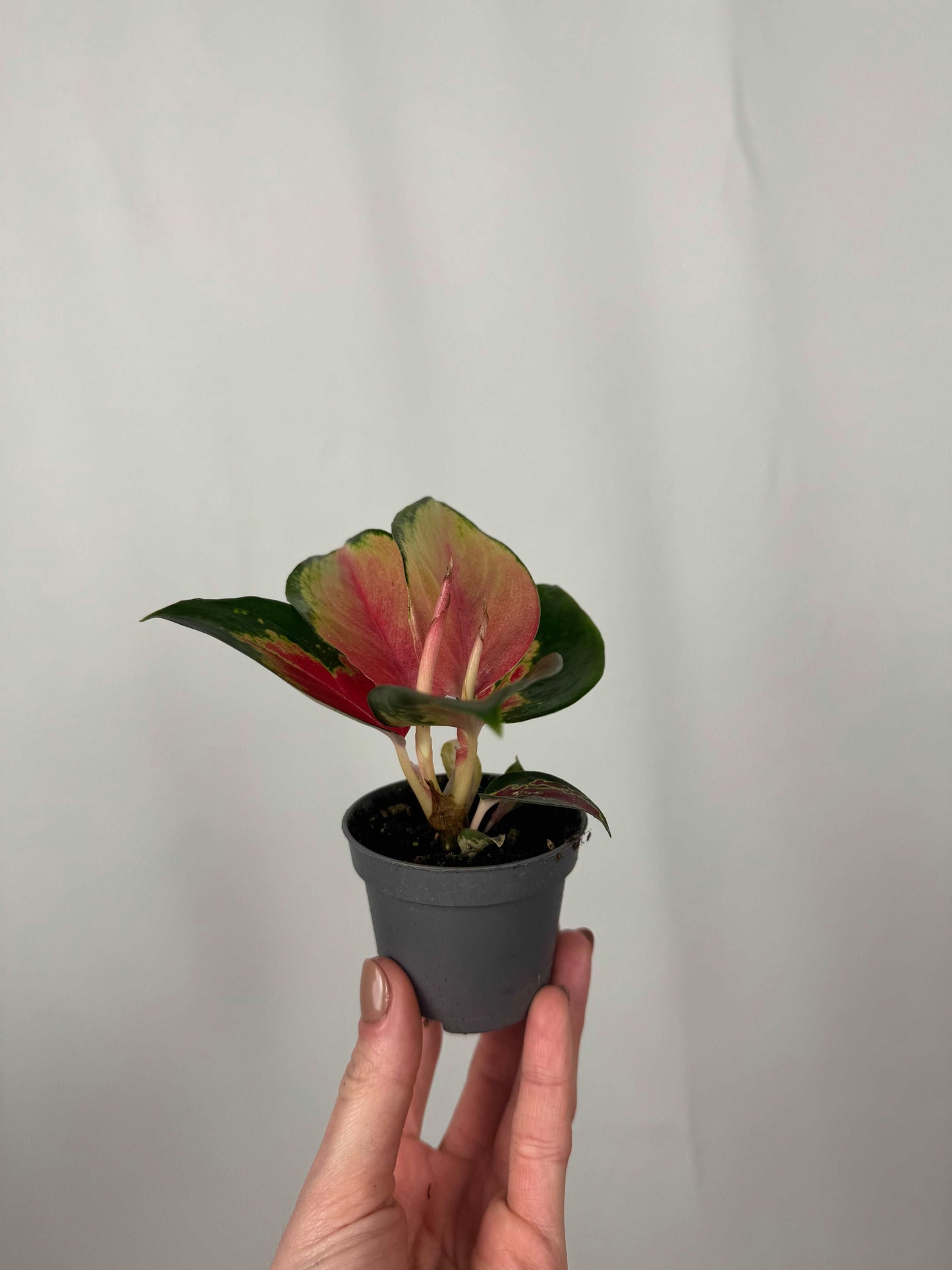 Aglaonema “Red Dragon”