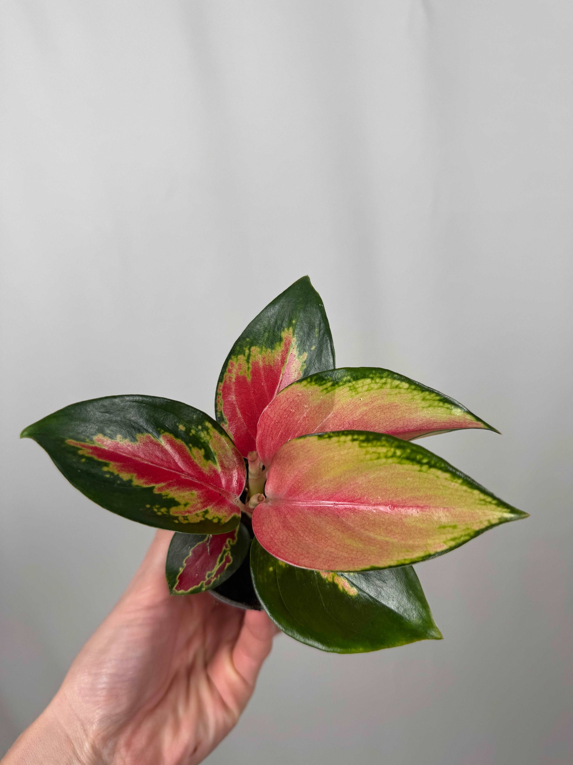 Aglaonema “Red Dragon”