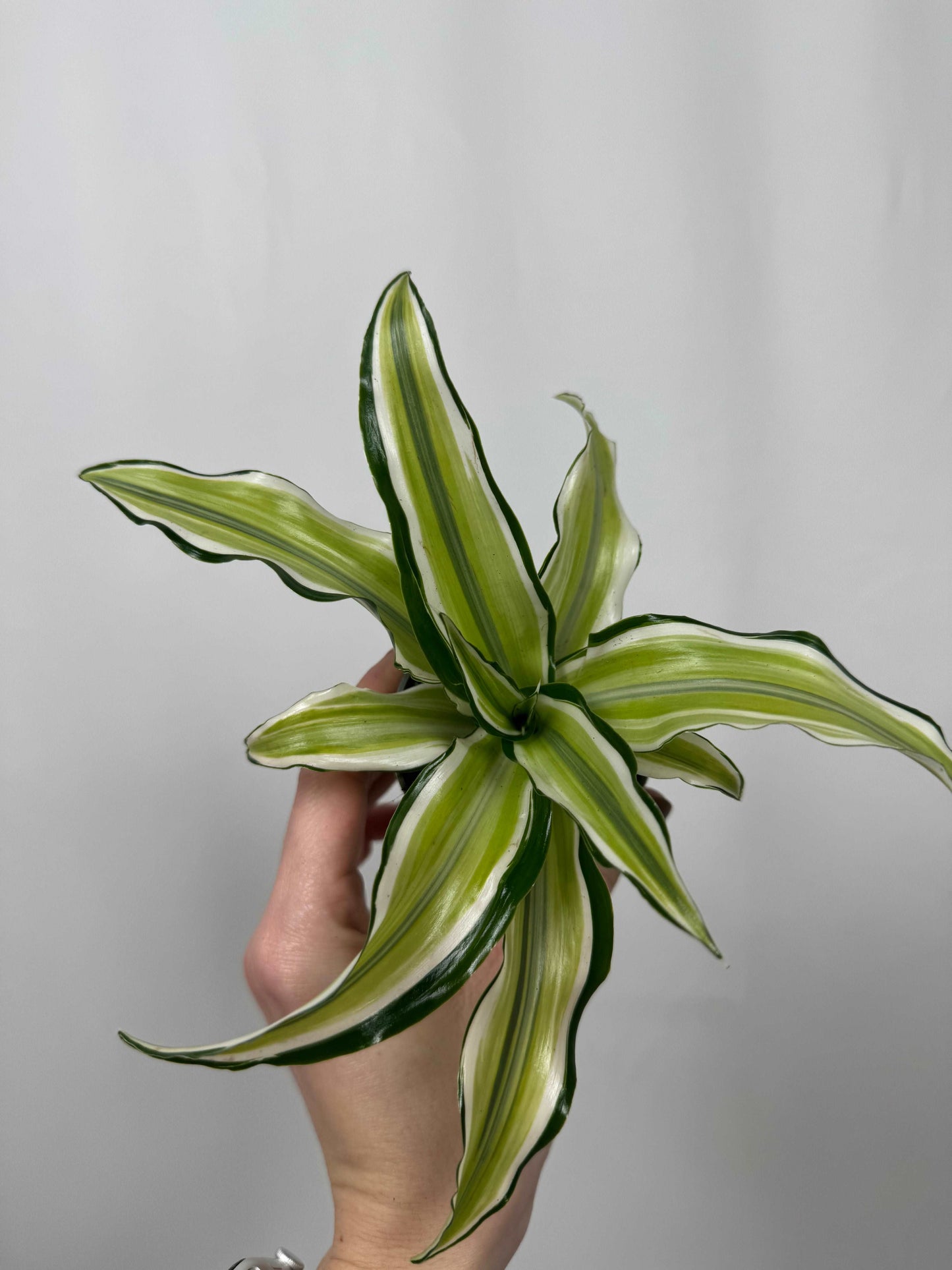 Dracaena Fragrans “Malaika”