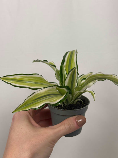 Dracaena Fragrans “Malaika”