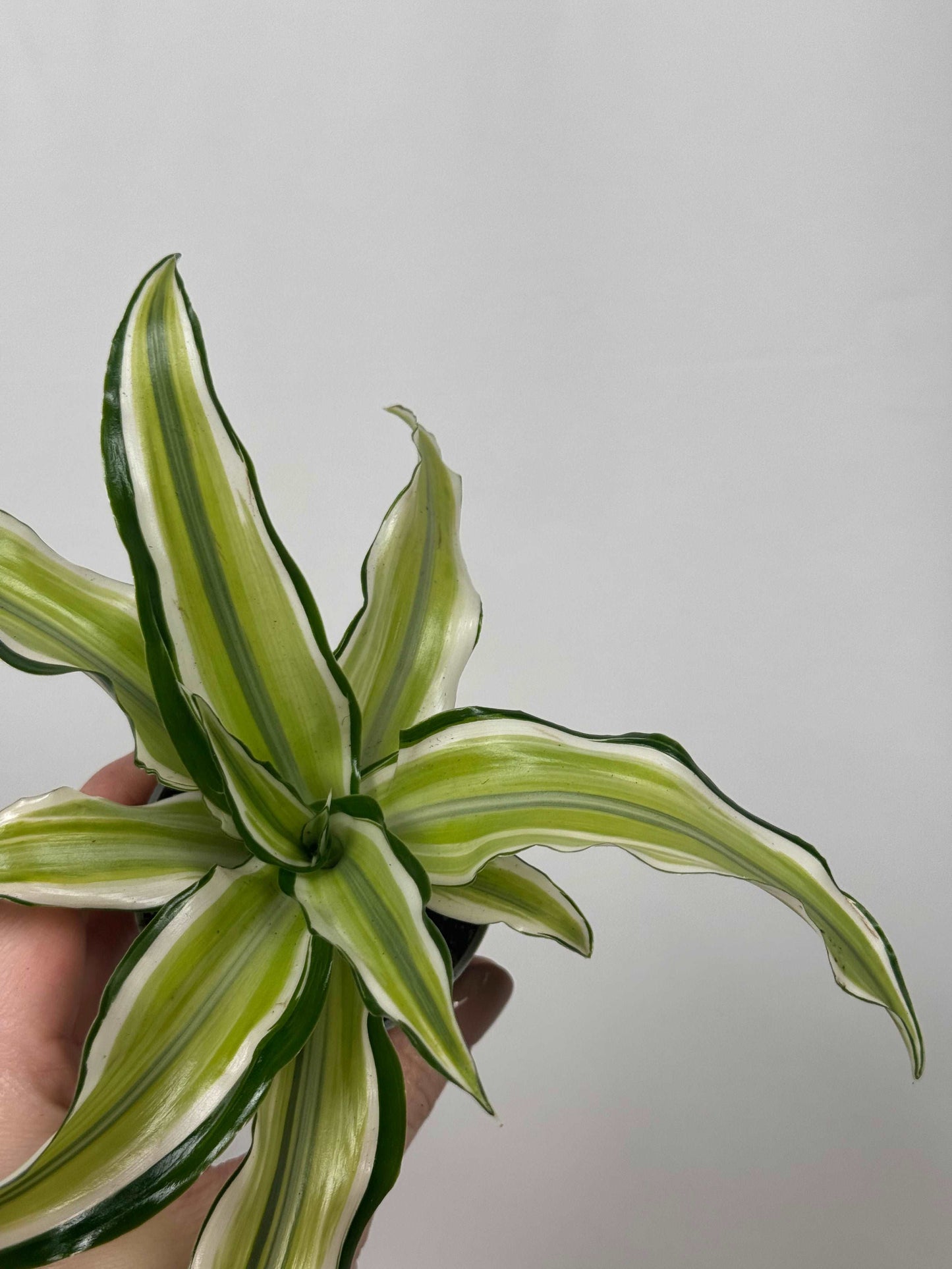 Dracaena Fragrans “Malaika”