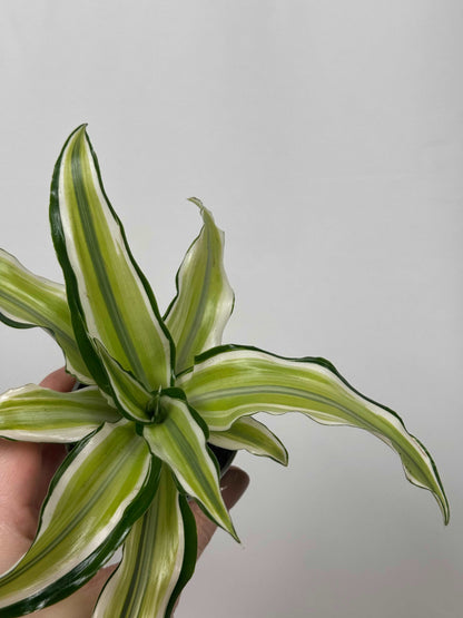 Dracaena Fragrans “Malaika”