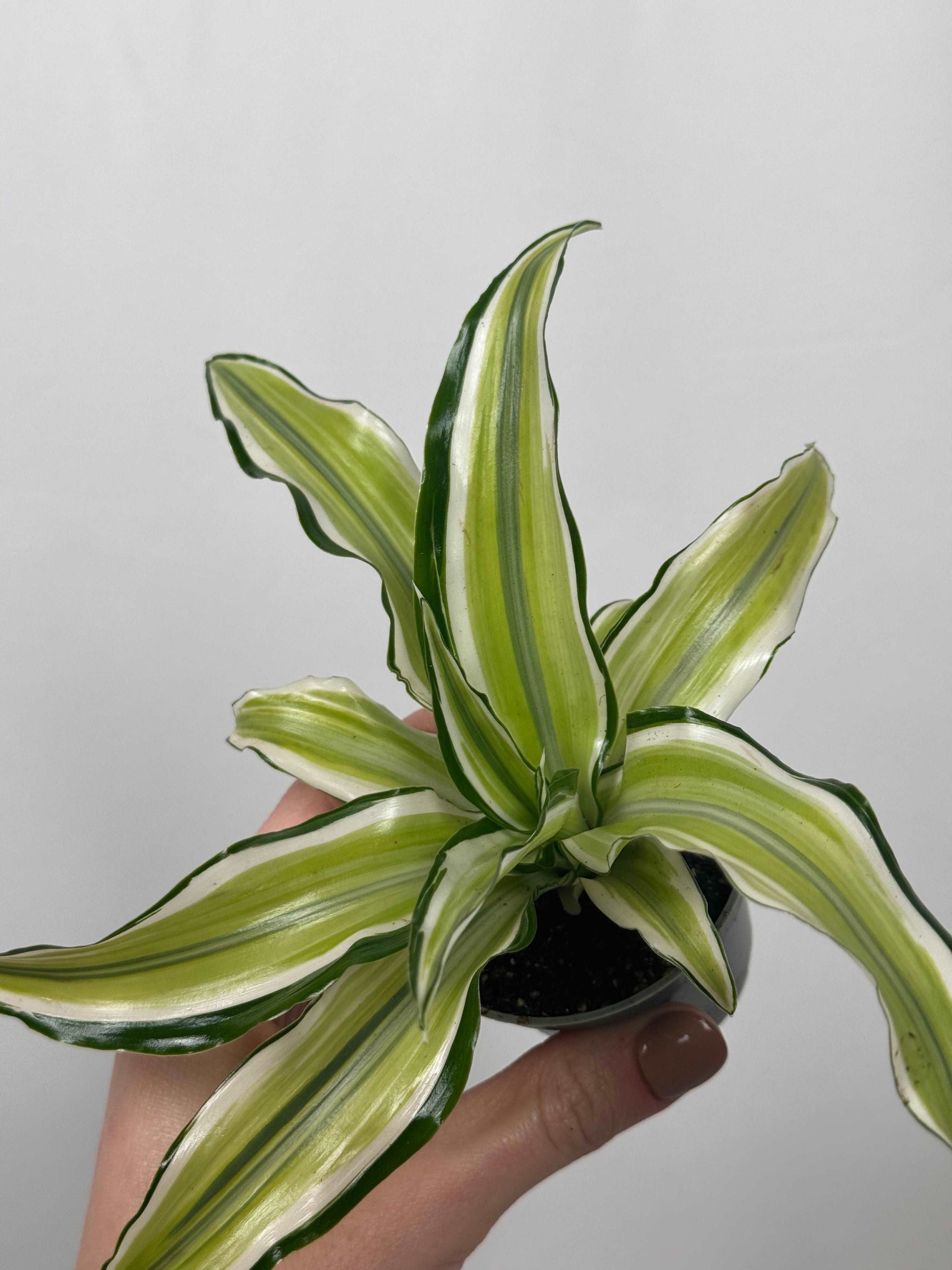 Dracaena Fragrans “Malaika”