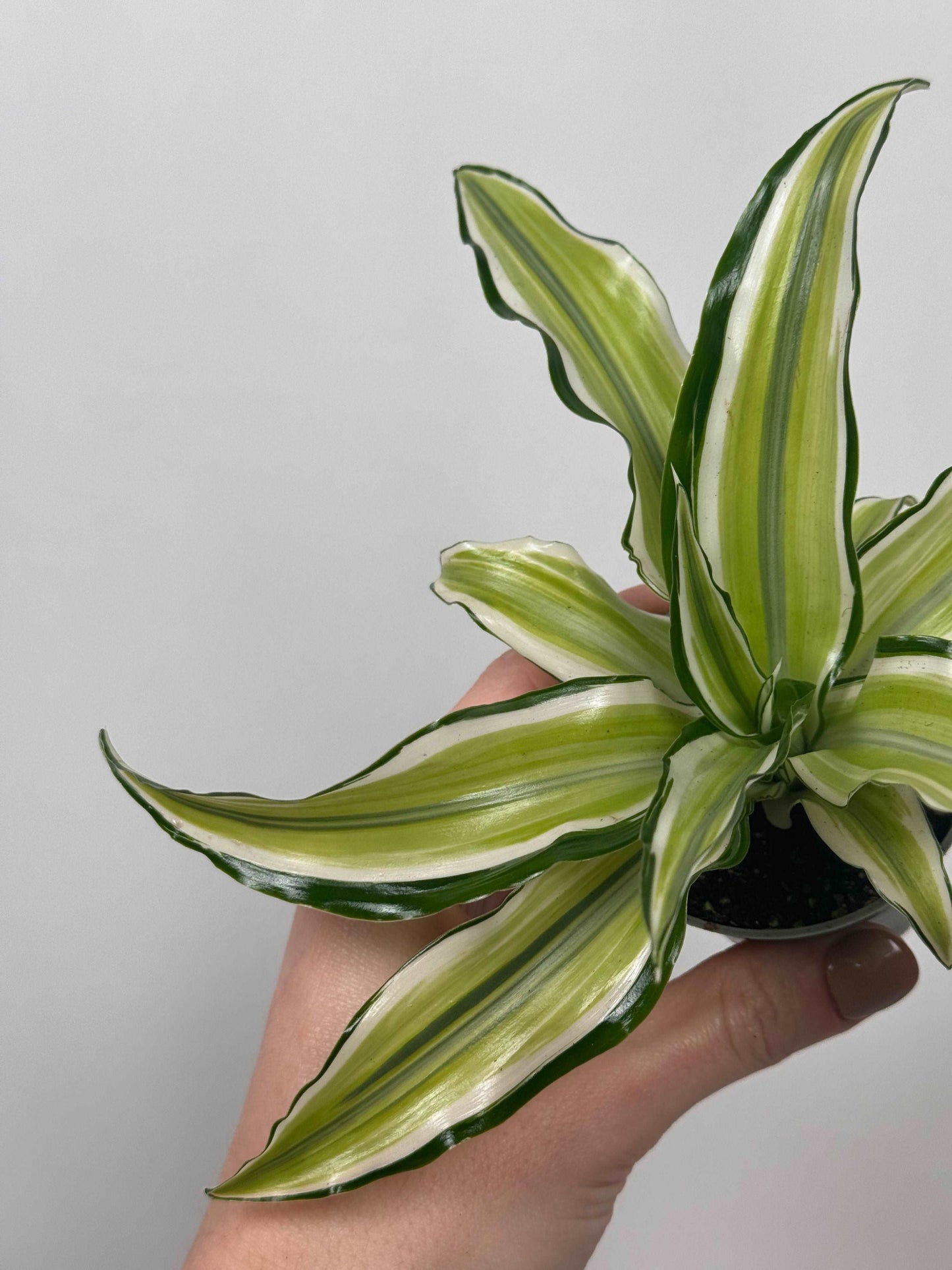 Dracaena Fragrans “Malaika”