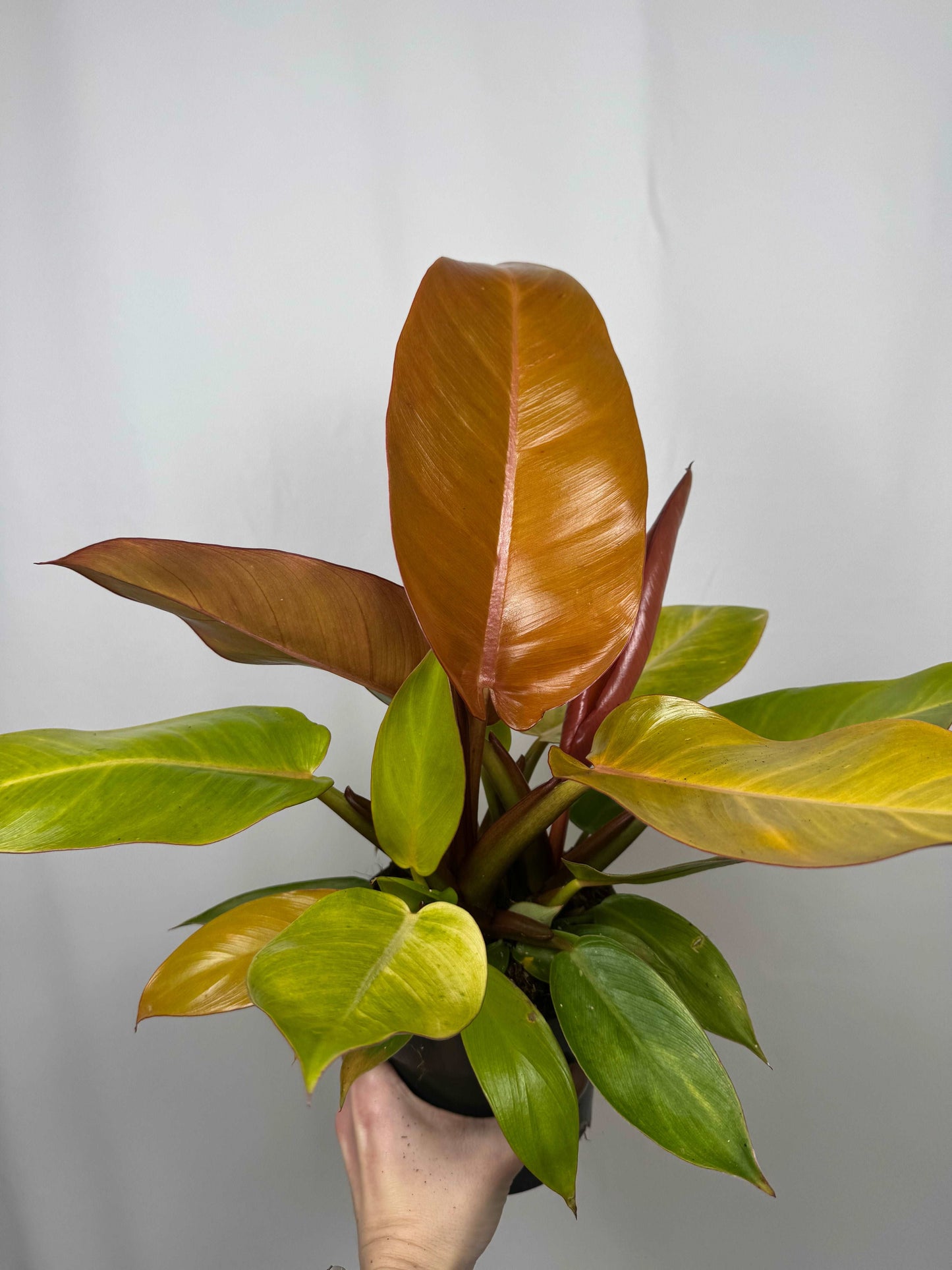 Philodendron “Prince of Orange”