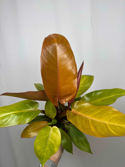 Philodendron “Prince of Orange”