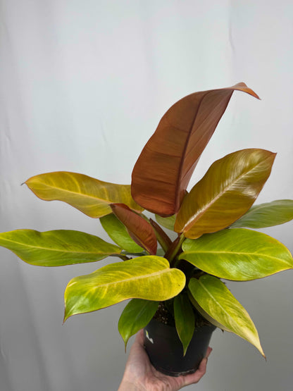 Philodendron “Prince of Orange”