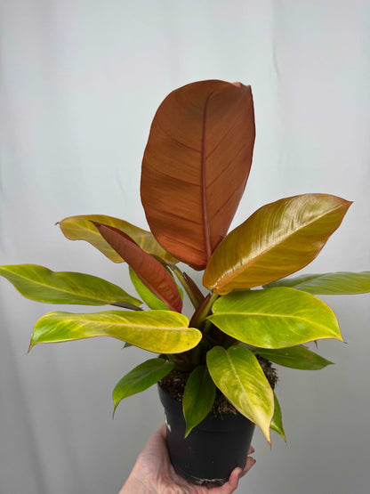 Philodendron “Prince of Orange”