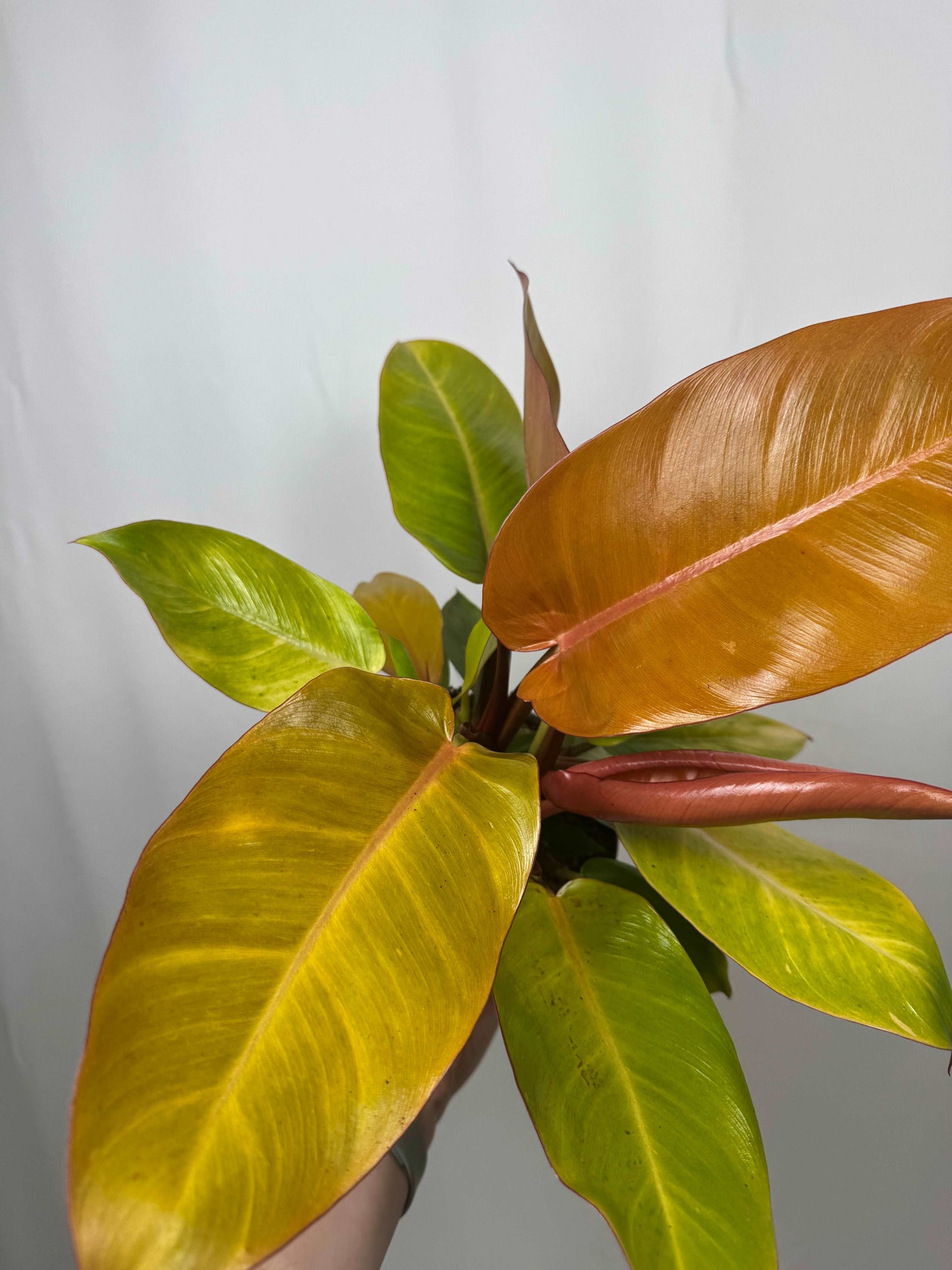 Philodendron “Prince of Orange”