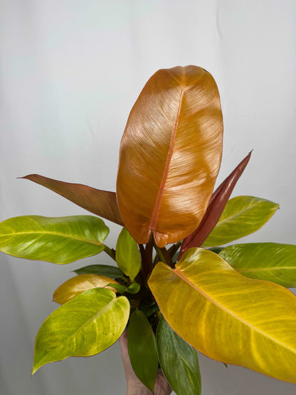 Philodendron “Prince of Orange”