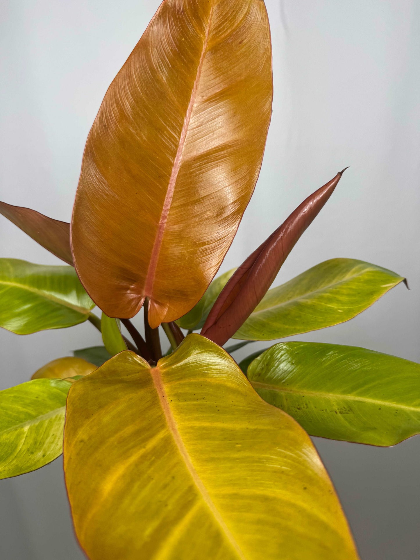 Philodendron “Prince of Orange”