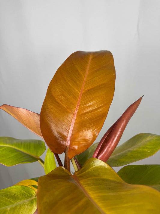 Philodendron “Prince of Orange”