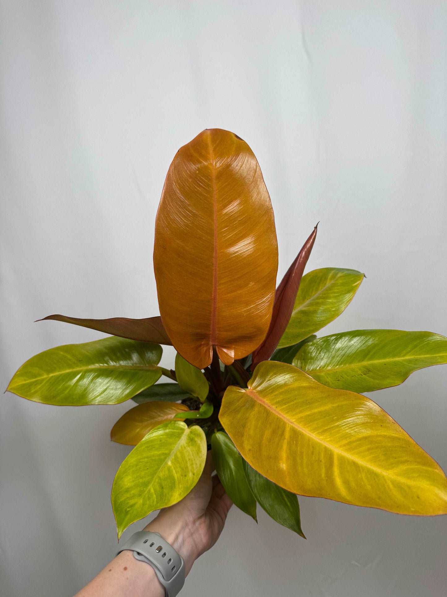 Philodendron “Prince of Orange”