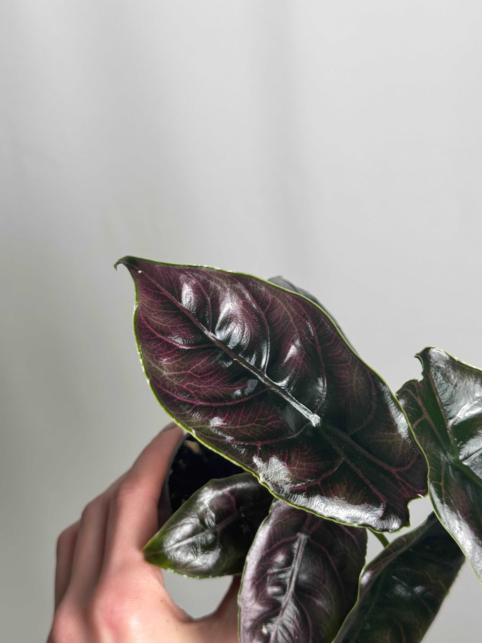 Alocasia “Azlanii”