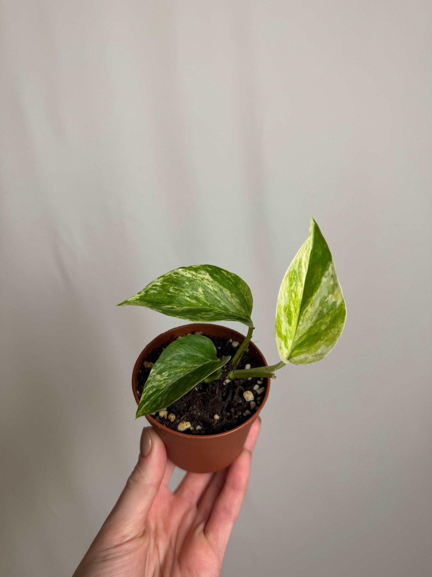 Epipremnum Marble Queen