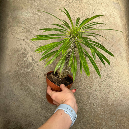 Pachypodium