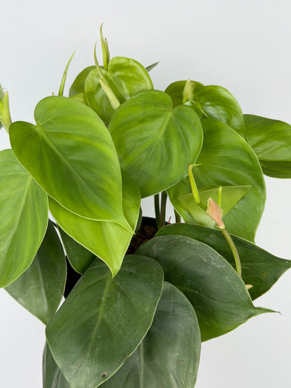 Philodendron Scandens Philodendron Tropical Corner