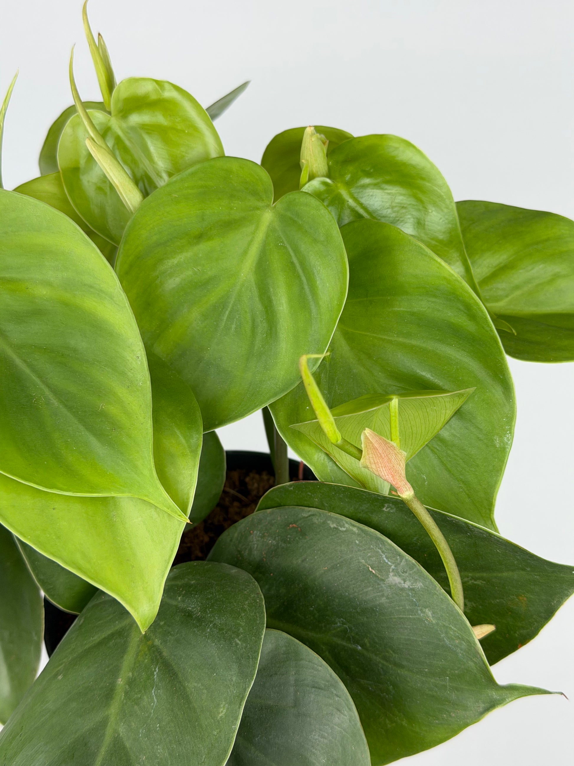 Philodendron Scandens Philodendron Tropical Corner