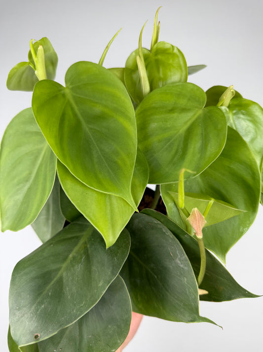 Philodendron Scandens Philodendron Tropical Corner "M" 12 cm