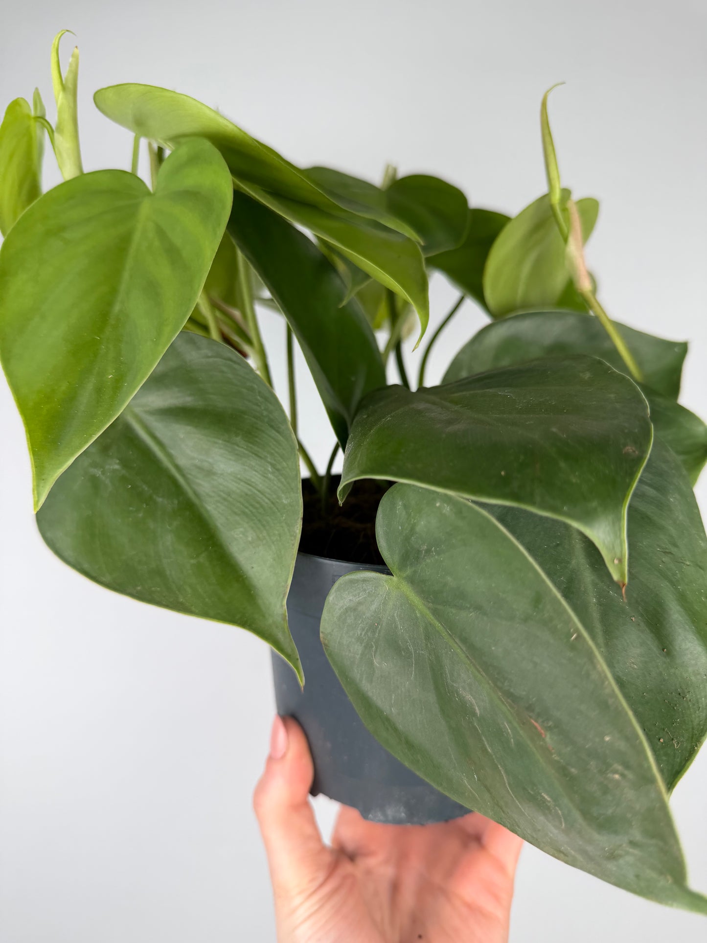 Philodendron Scandens Philodendron Tropical Corner