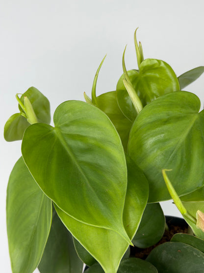 Philodendron Scandens Philodendron Tropical Corner
