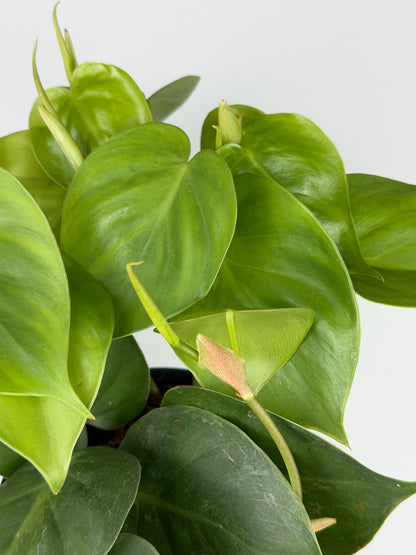 Philodendron Scandens Philodendron Tropical Corner