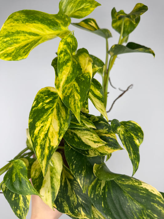 Epipremnum pinnatum 'Hicolor' Epipremnum Tropical Corner