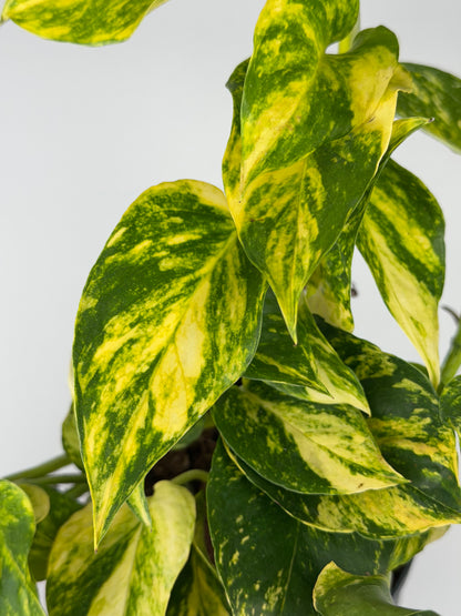 Epipremnum pinnatum 'Hicolor' Epipremnum Tropical Corner