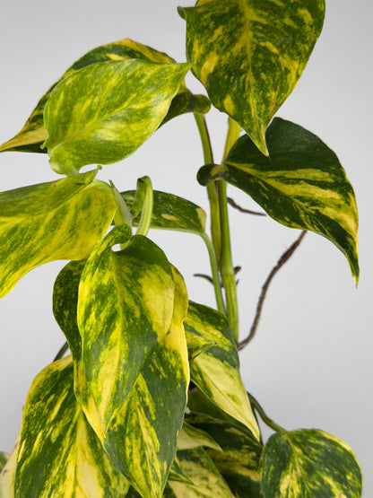 Epipremnum pinnatum 'Hicolor' Epipremnum Tropical Corner