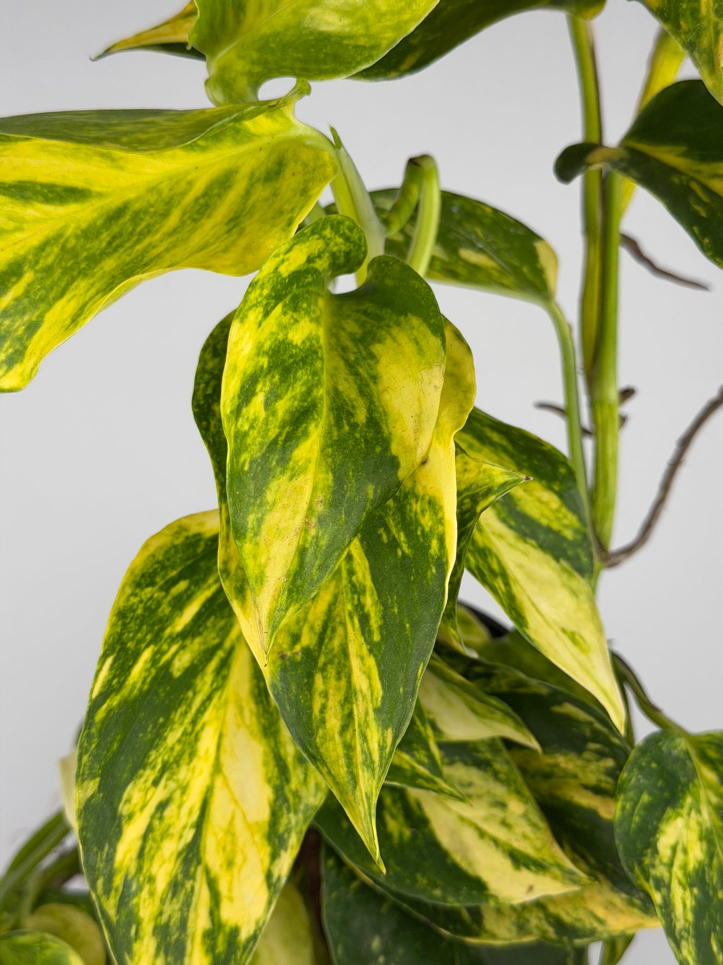 Epipremnum pinnatum 'Hicolor' Epipremnum Tropical Corner
