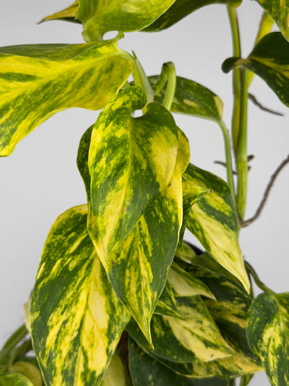 Epipremnum pinnatum 'Hicolor' Epipremnum Tropical Corner