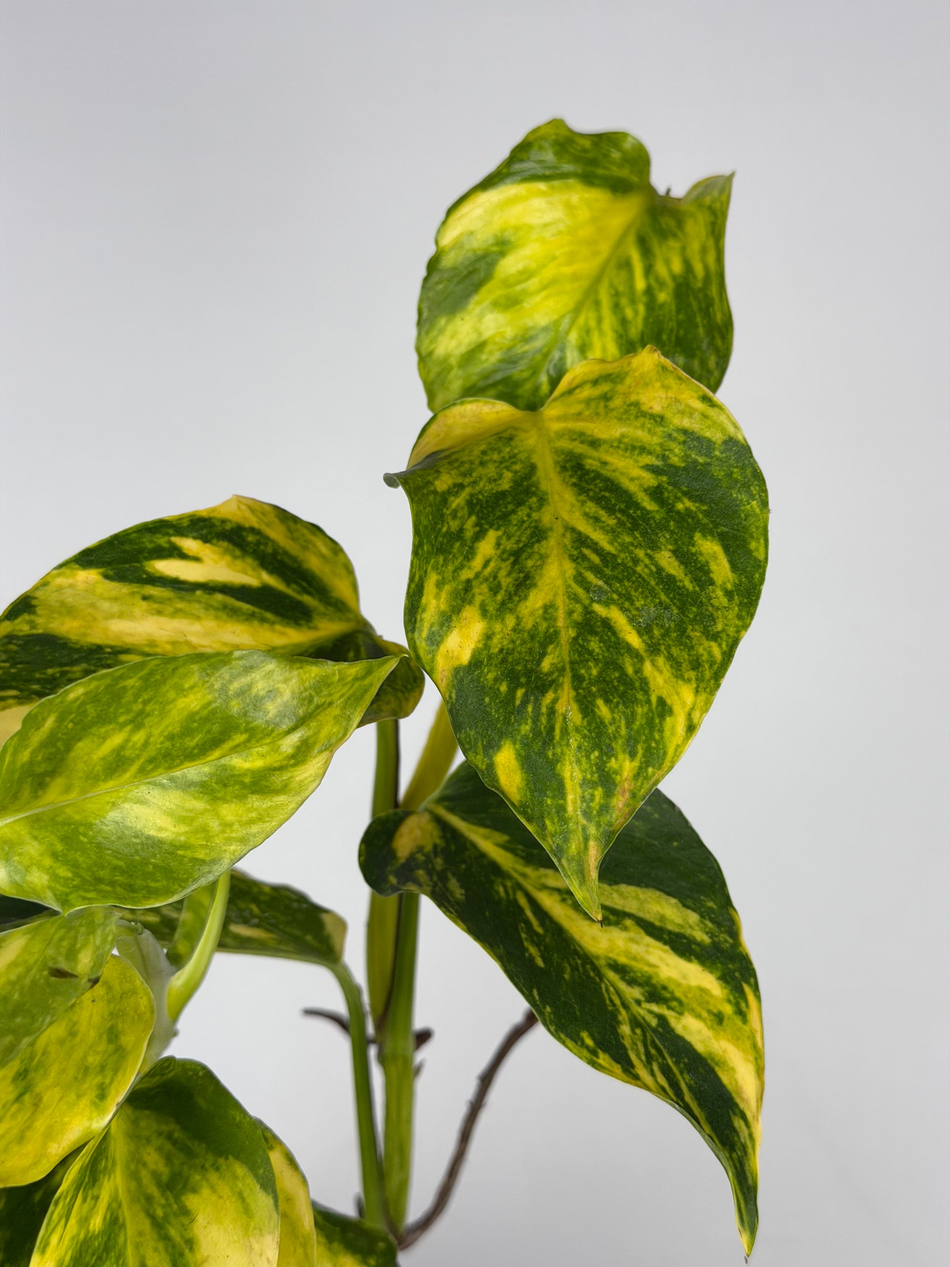 Epipremnum pinnatum 'Hicolor' Epipremnum Tropical Corner