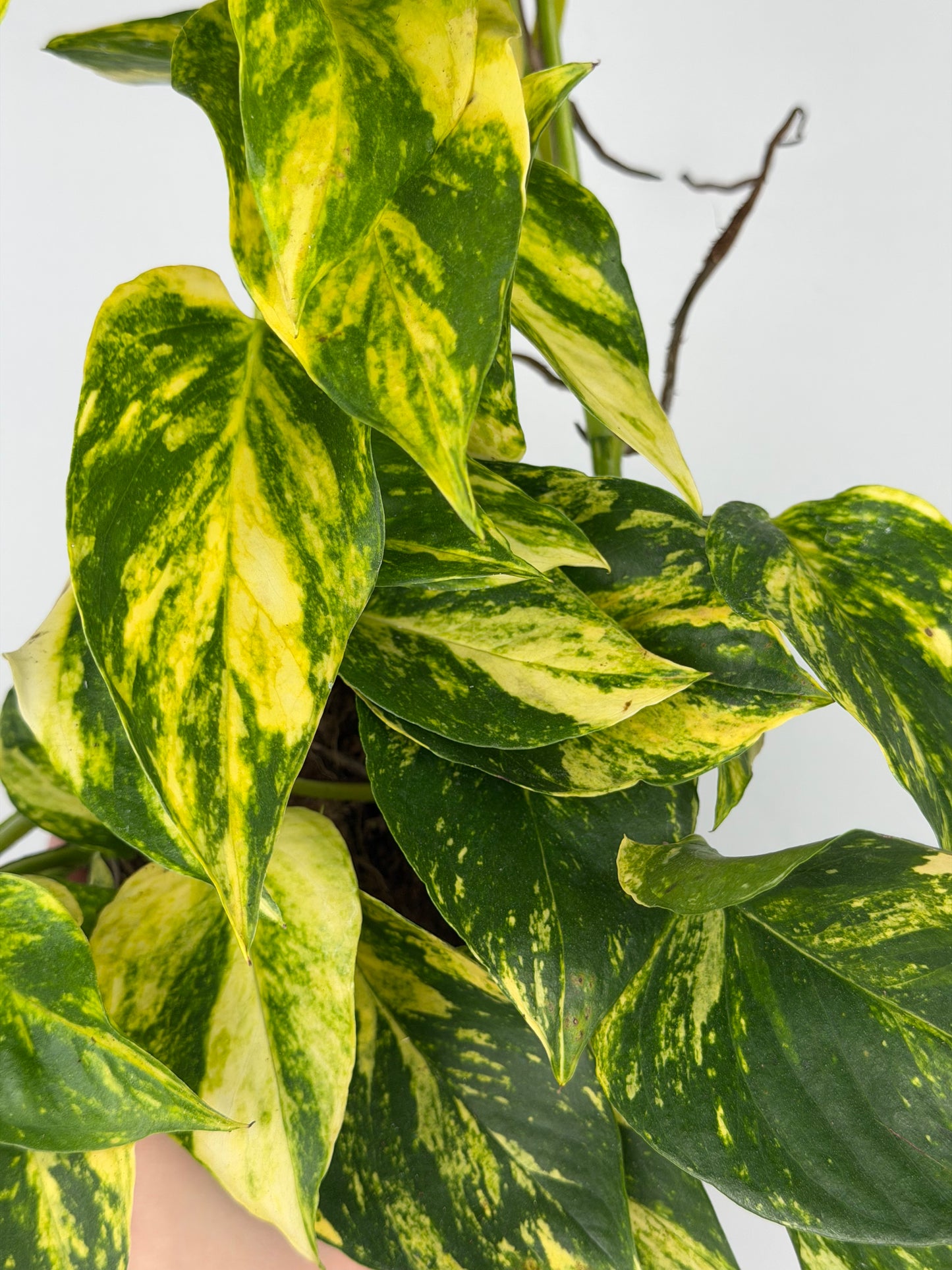 Epipremnum pinnatum 'Hicolor' Epipremnum Tropical Corner