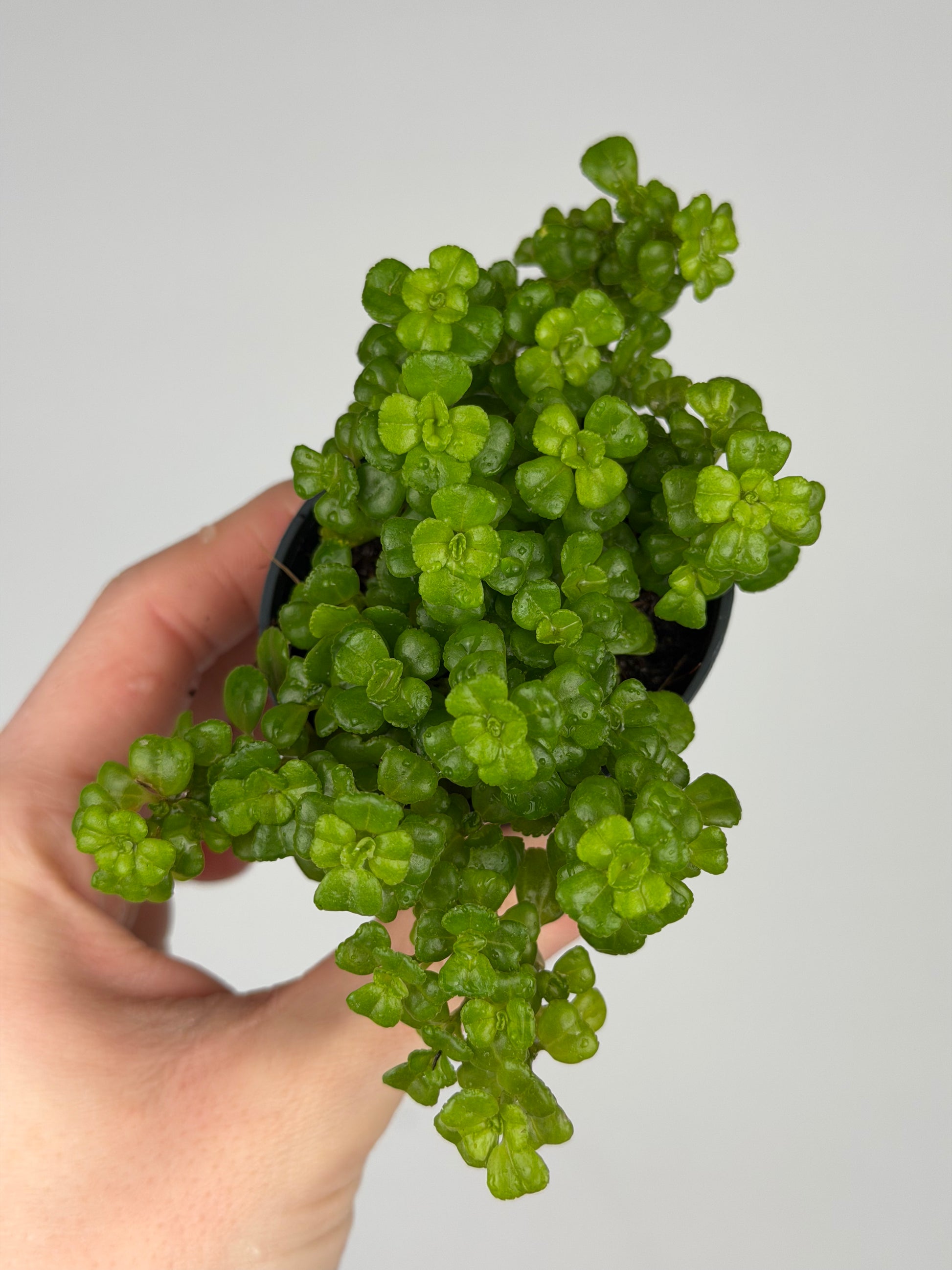 Pilea Depressa 'Sao Paulo' Pilea Tropical Corner
