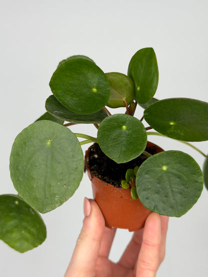 Pilea Peperomioides Pilea Tropical Corner