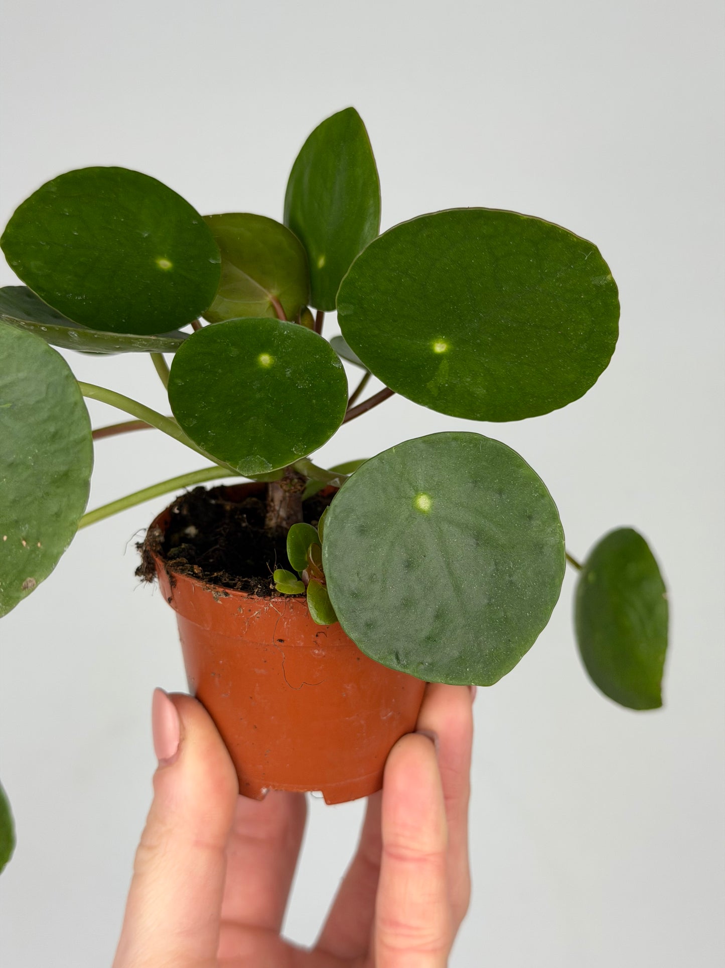 Pilea Peperomioides Pilea Tropical Corner