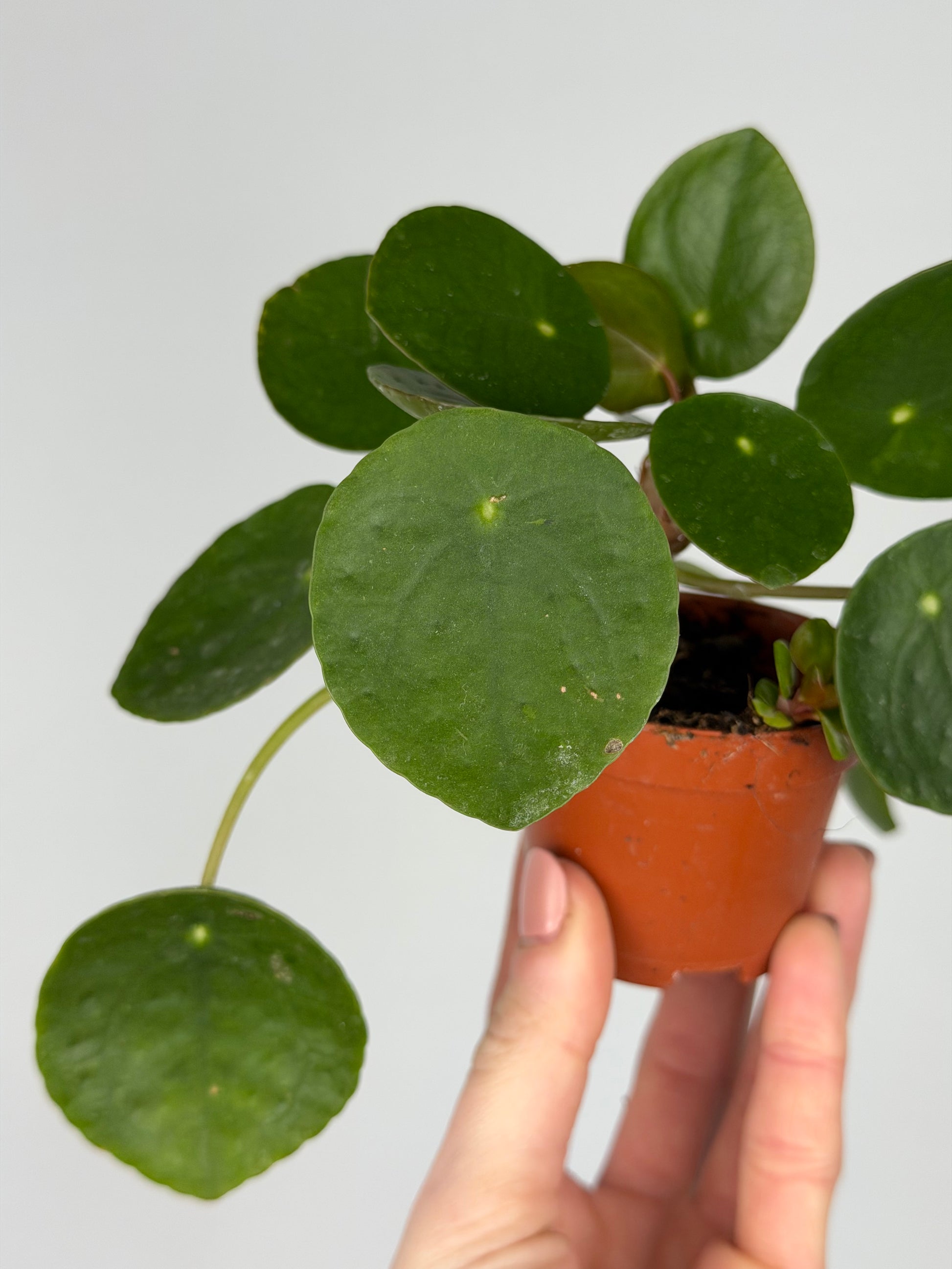 Pilea Peperomioides Pilea Tropical Corner