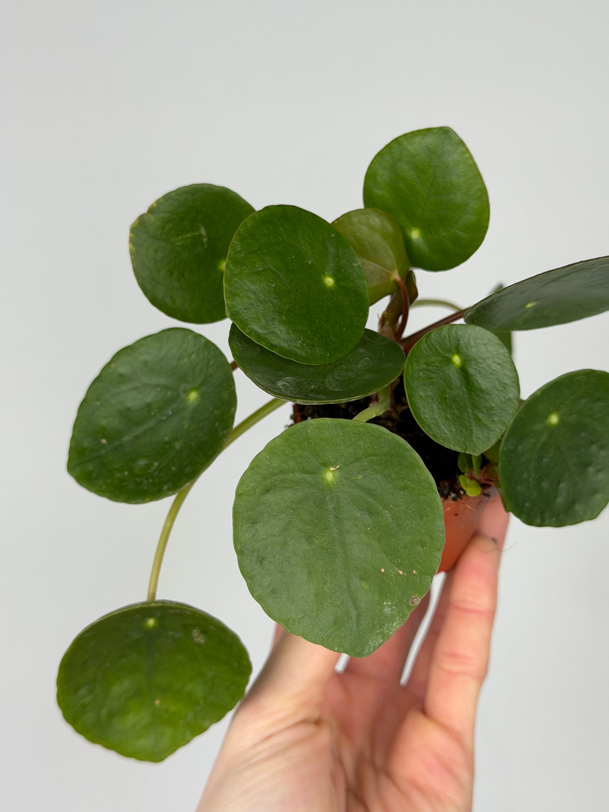Pilea Peperomioides Pilea Tropical Corner