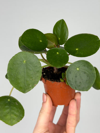 Pilea Peperomioides Pilea Tropical Corner