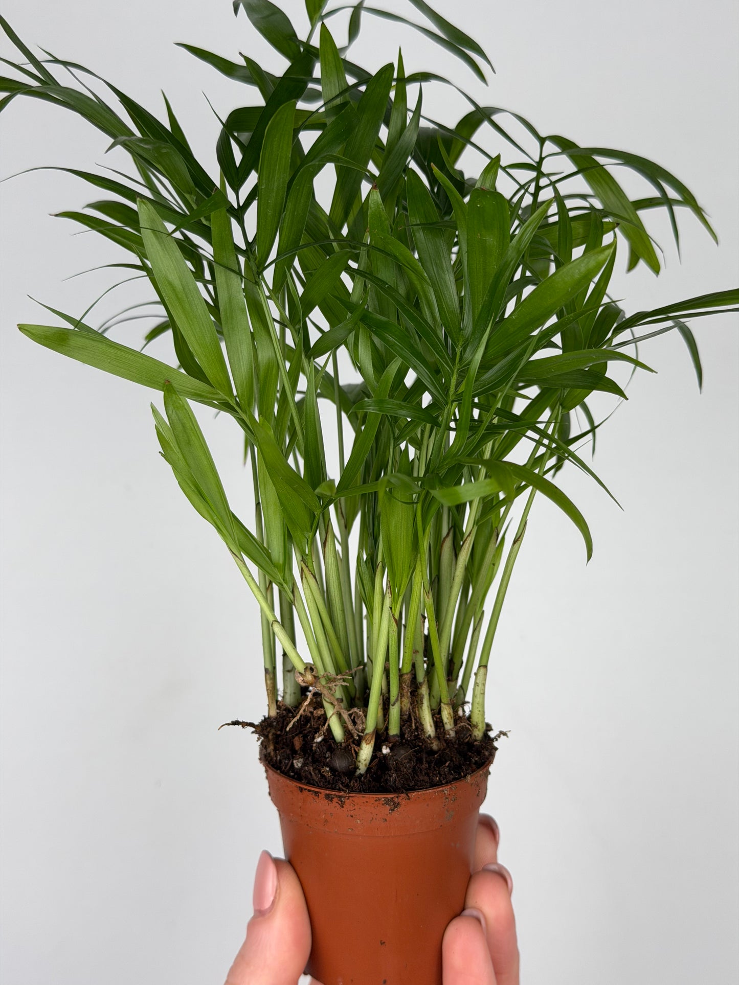 Chamaedorea elegans Chamaedorea Tropical Corner