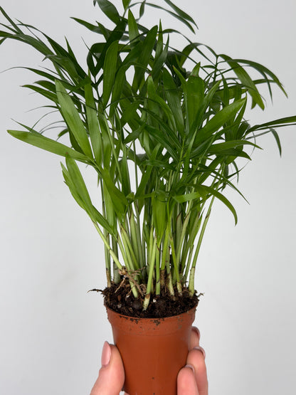 Chamaedorea elegans Chamaedorea Tropical Corner