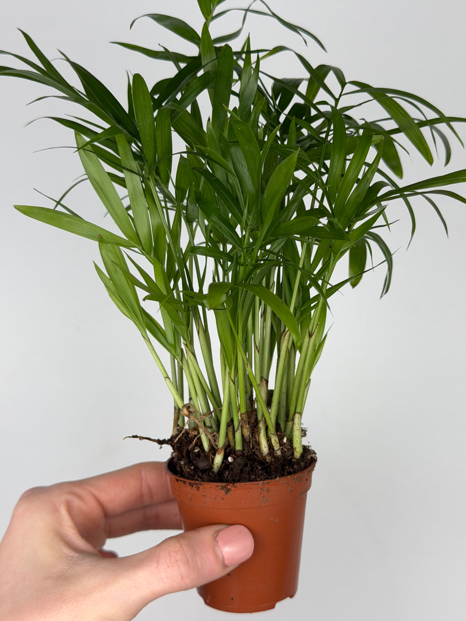 Chamaedorea elegans Chamaedorea Tropical Corner