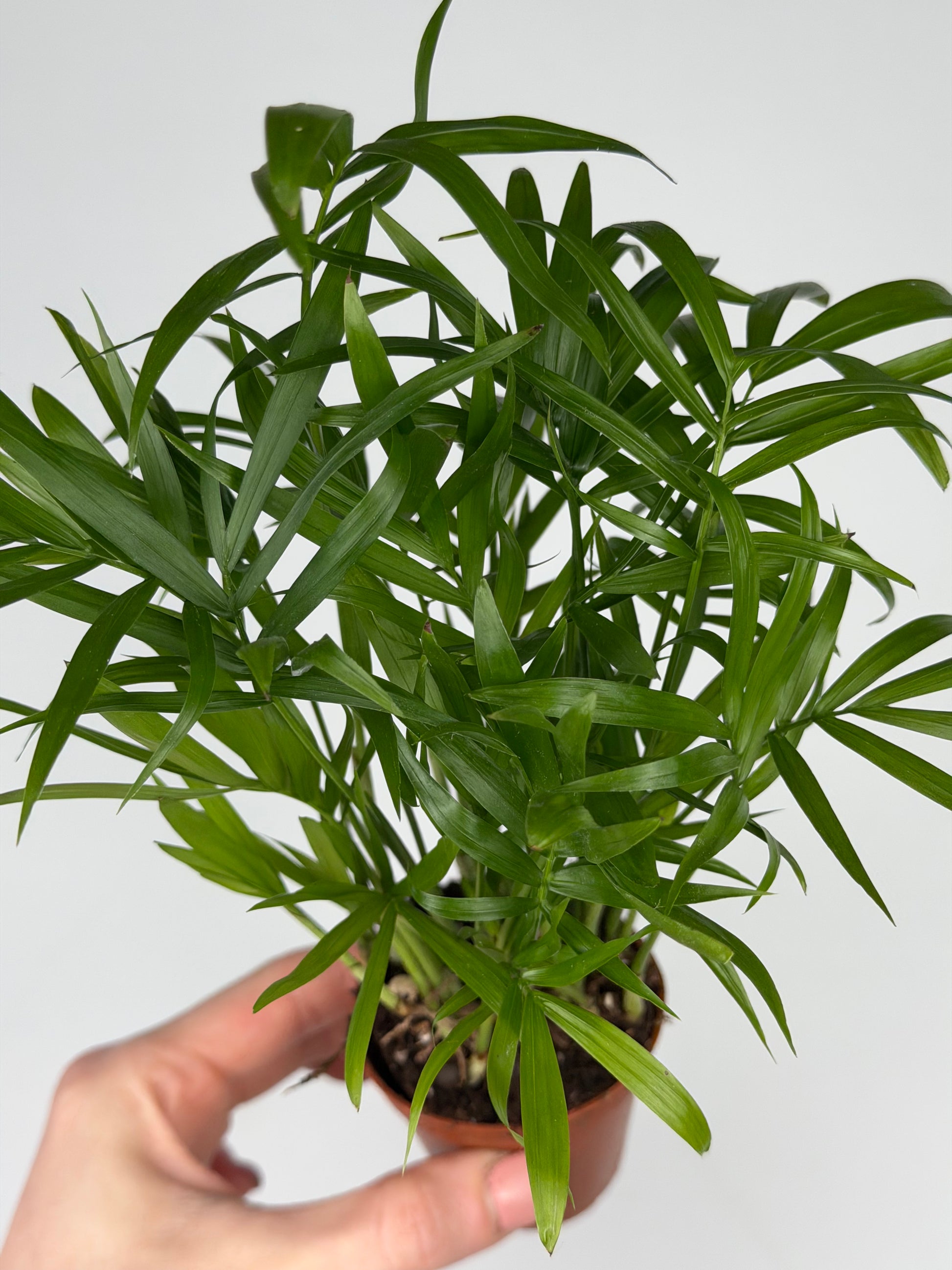 Chamaedorea elegans Chamaedorea Tropical Corner
