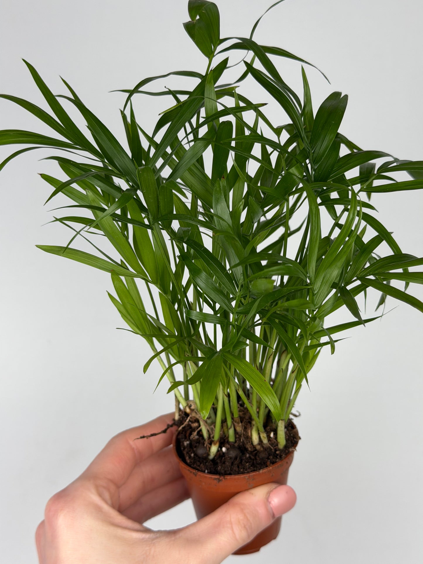 Chamaedorea elegans Chamaedorea Tropical Corner
