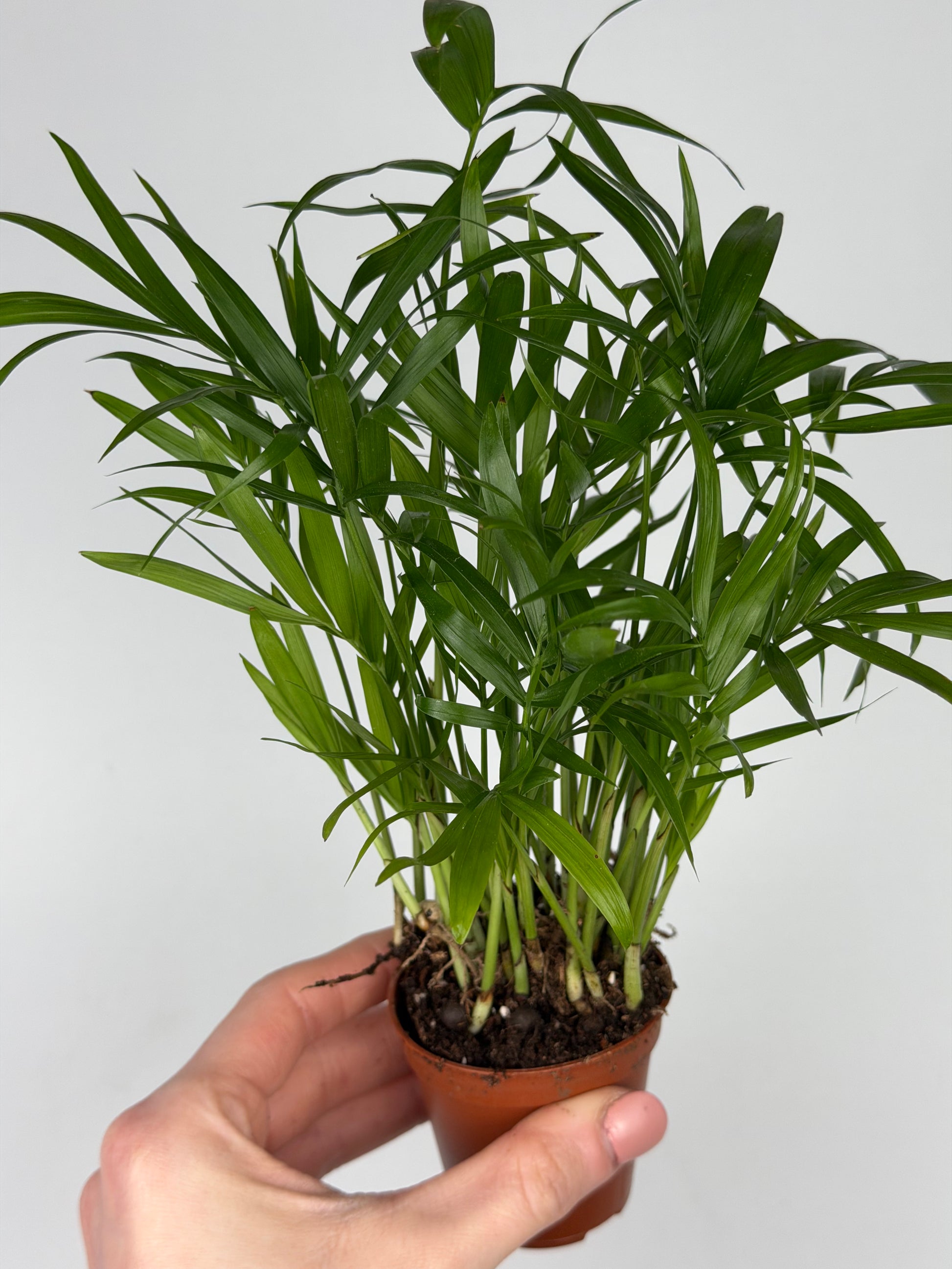 Chamaedorea elegans Chamaedorea Tropical Corner
