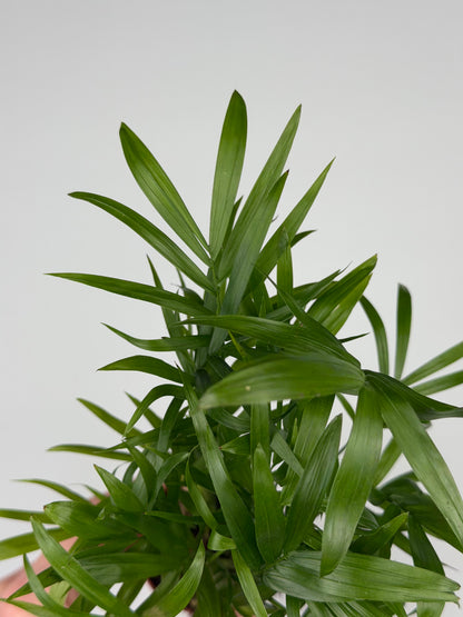 Chamaedorea elegans Chamaedorea Tropical Corner