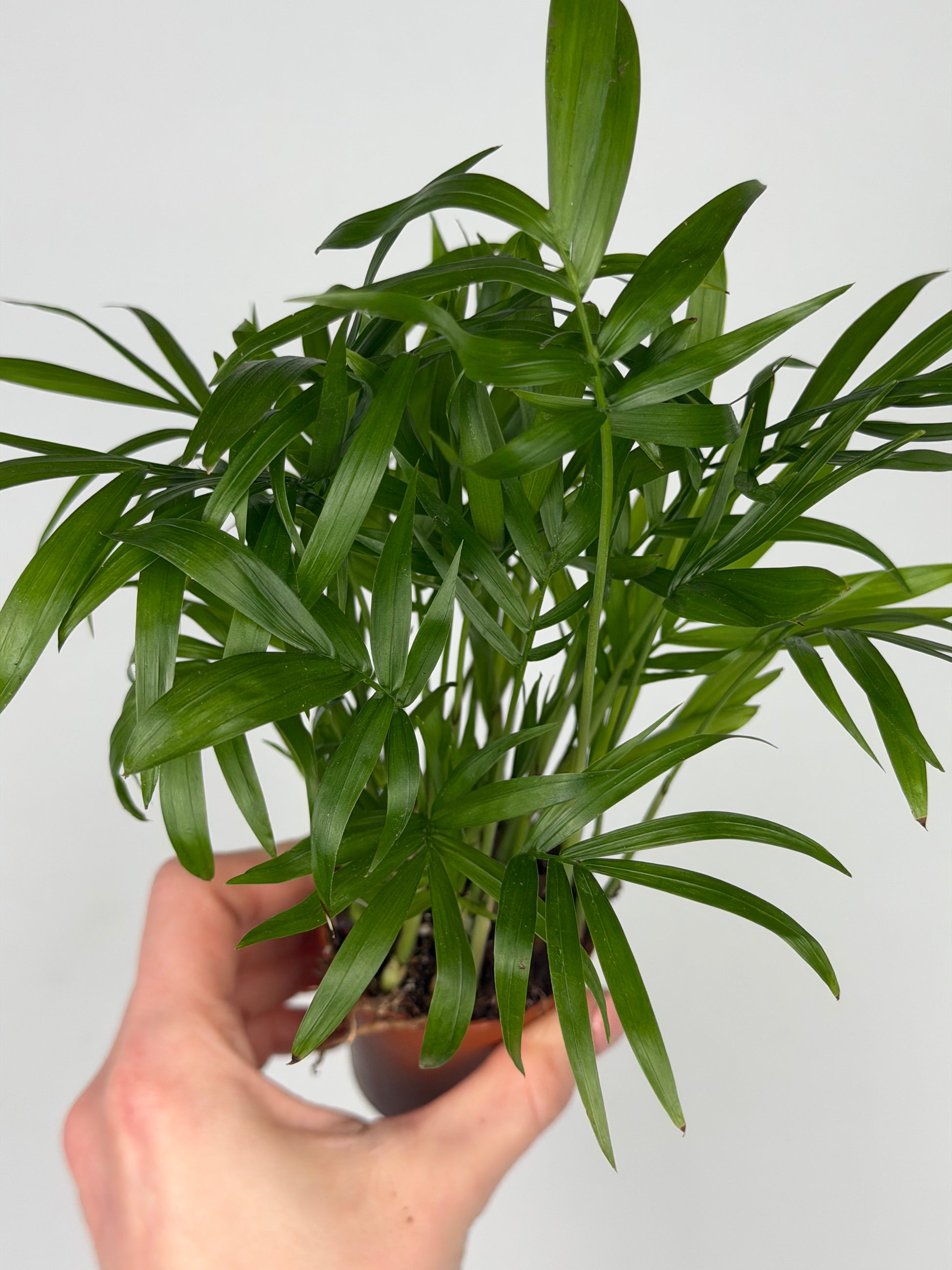 Chamaedorea elegans Chamaedorea Tropical Corner
