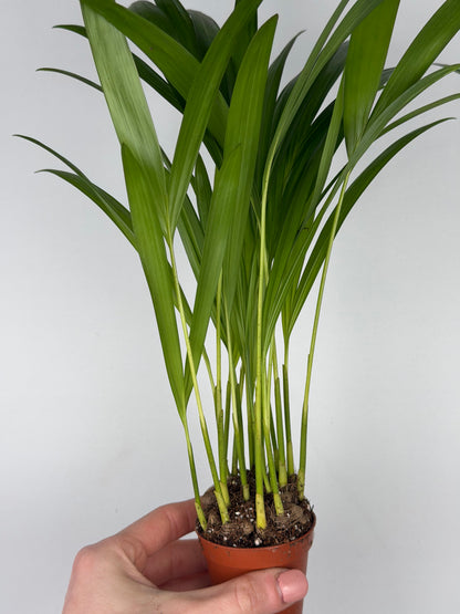 Dypsis lutescens Dypsis Tropical Corner