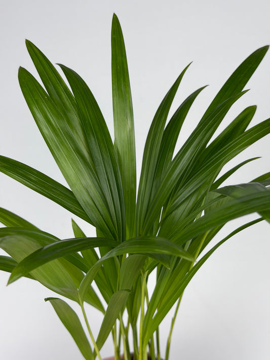 Dypsis lutescens Dypsis Tropical Corner