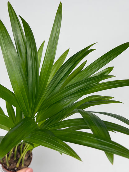 Dypsis lutescens Dypsis Tropical Corner